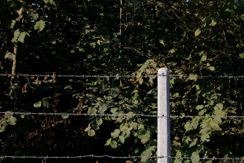 a white pole and wire fence with leaves surrounding it