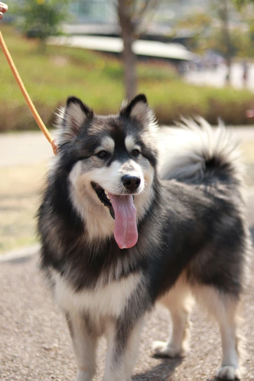 a dog that is standing with its tongue out