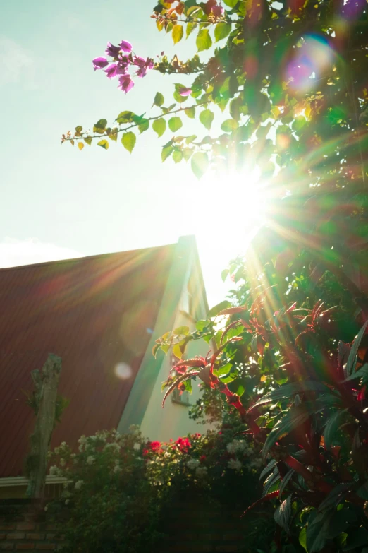 the sun shines brightly through the leaves of some trees