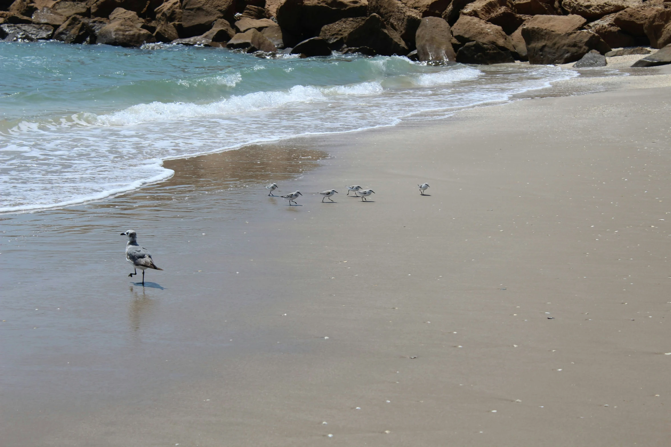 some birds are walking in the water on the beach