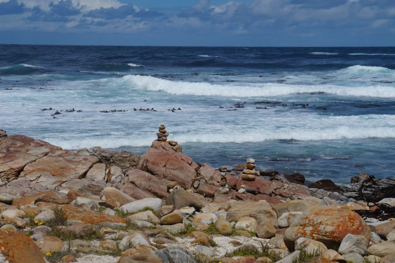 the birds are nesting in a pile on rocks near the ocean