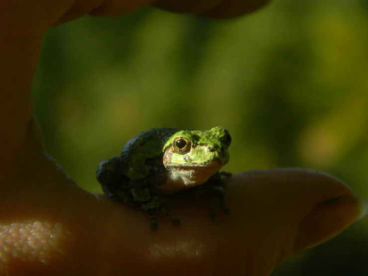 a small green frog sitting on top of a person's hand