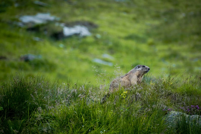 a groundhog standing behind a lush green field