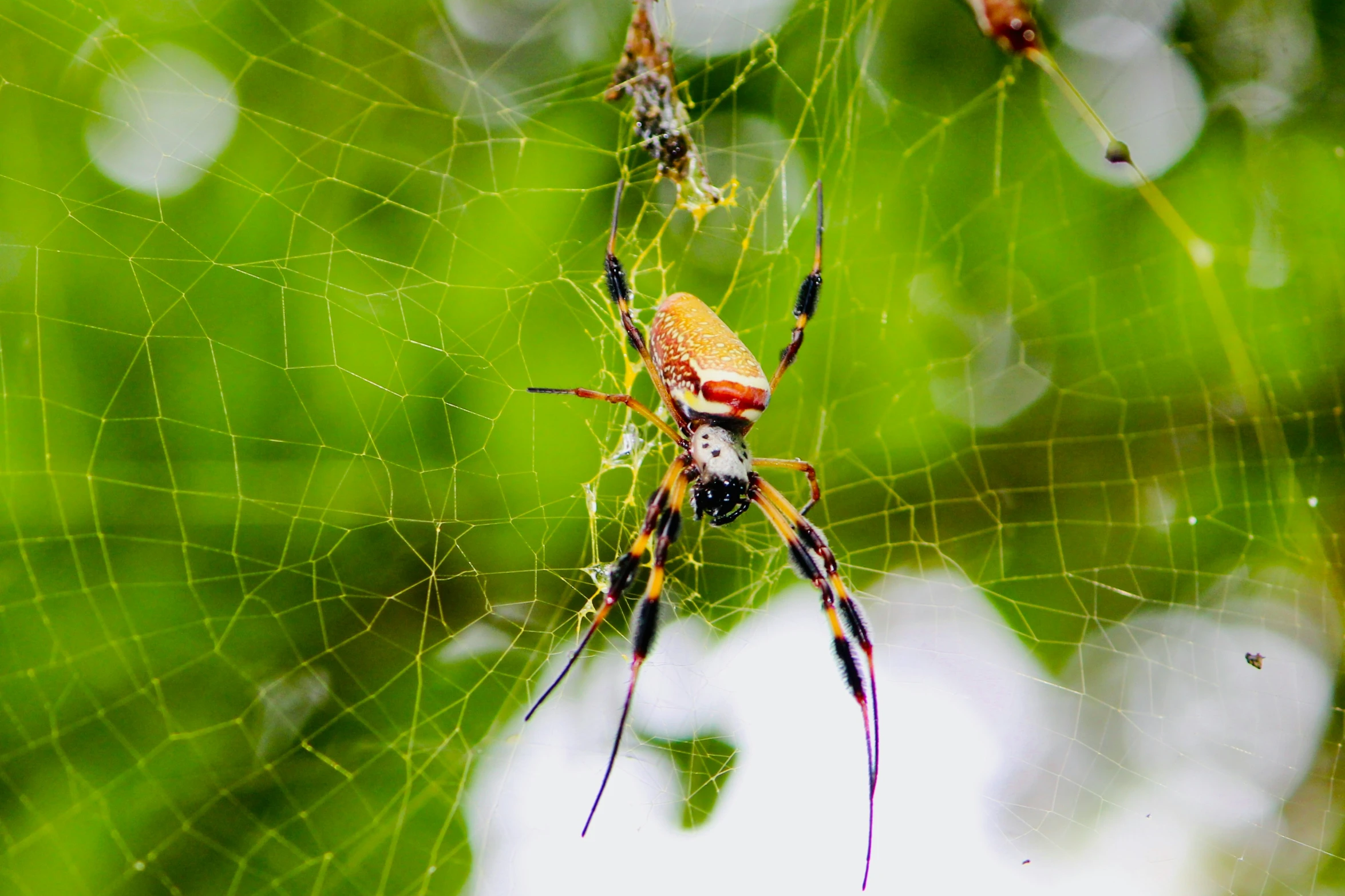 a big spider is sitting on its web