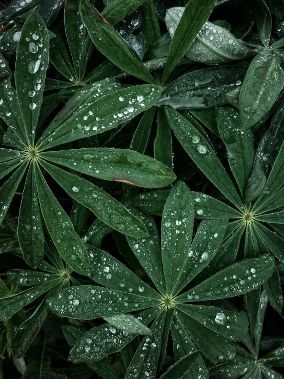 many leaves with droplets of water all around them