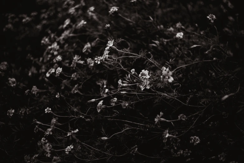 some white flowers with black stems in the background