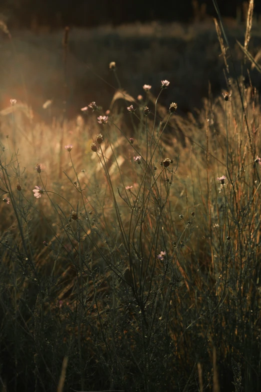 grass in the sunlight with many small flowers on it