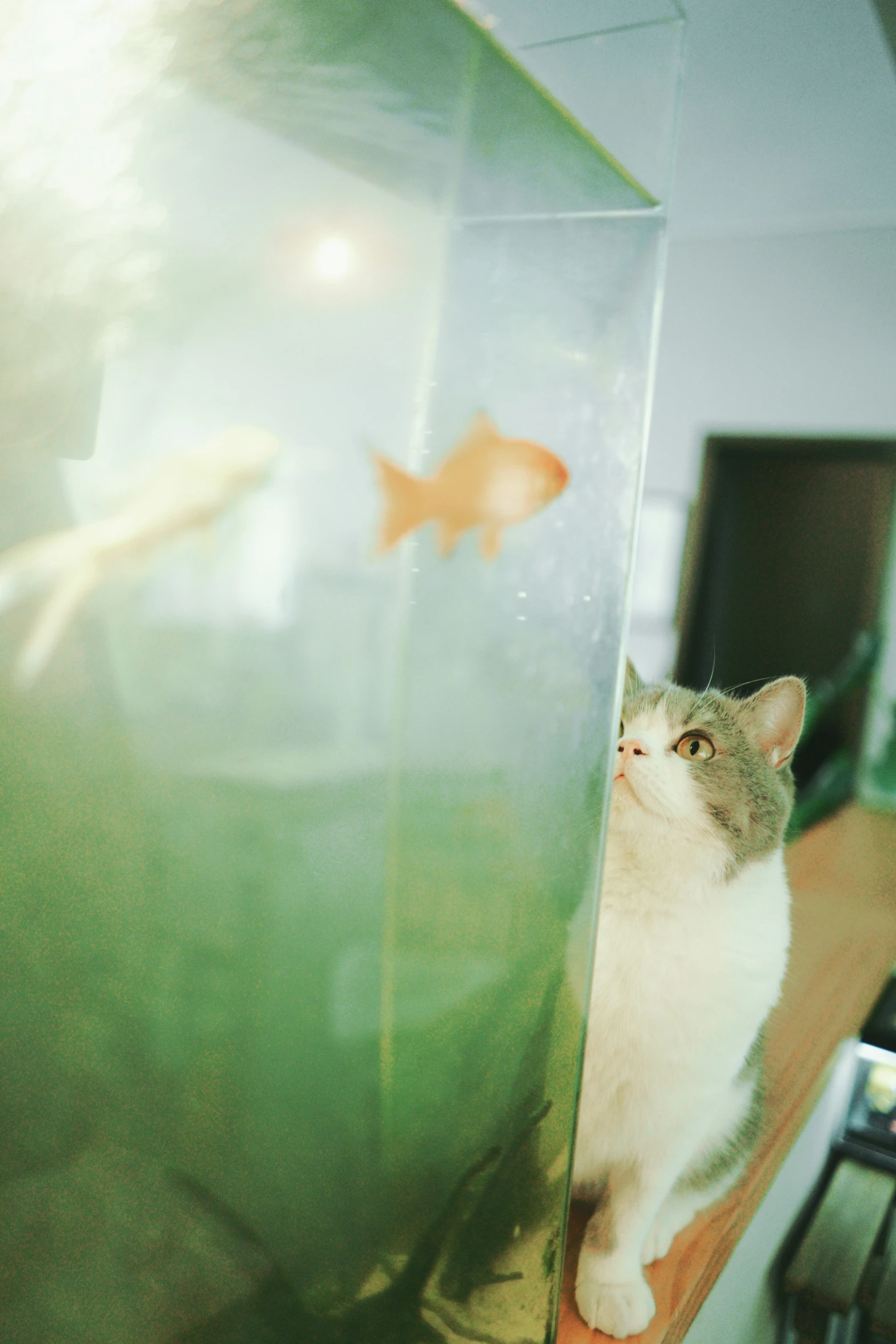 a cat sitting behind a small glass