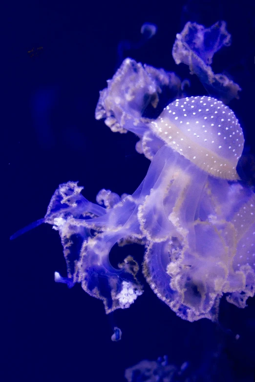 close up of an orange and blue jellyfish