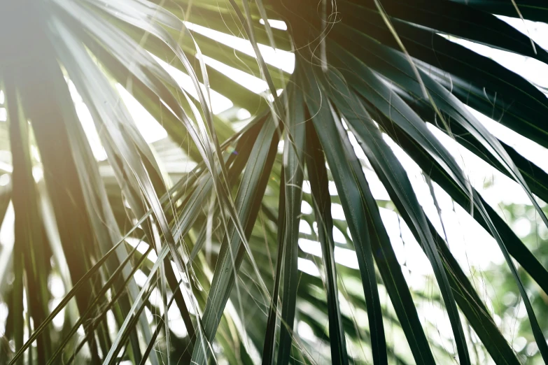 the top of a palm tree in front of a sky