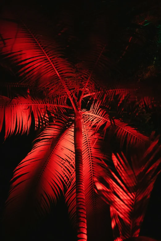 red lights shine on the nches of palm trees in a dark, tree - lined forest