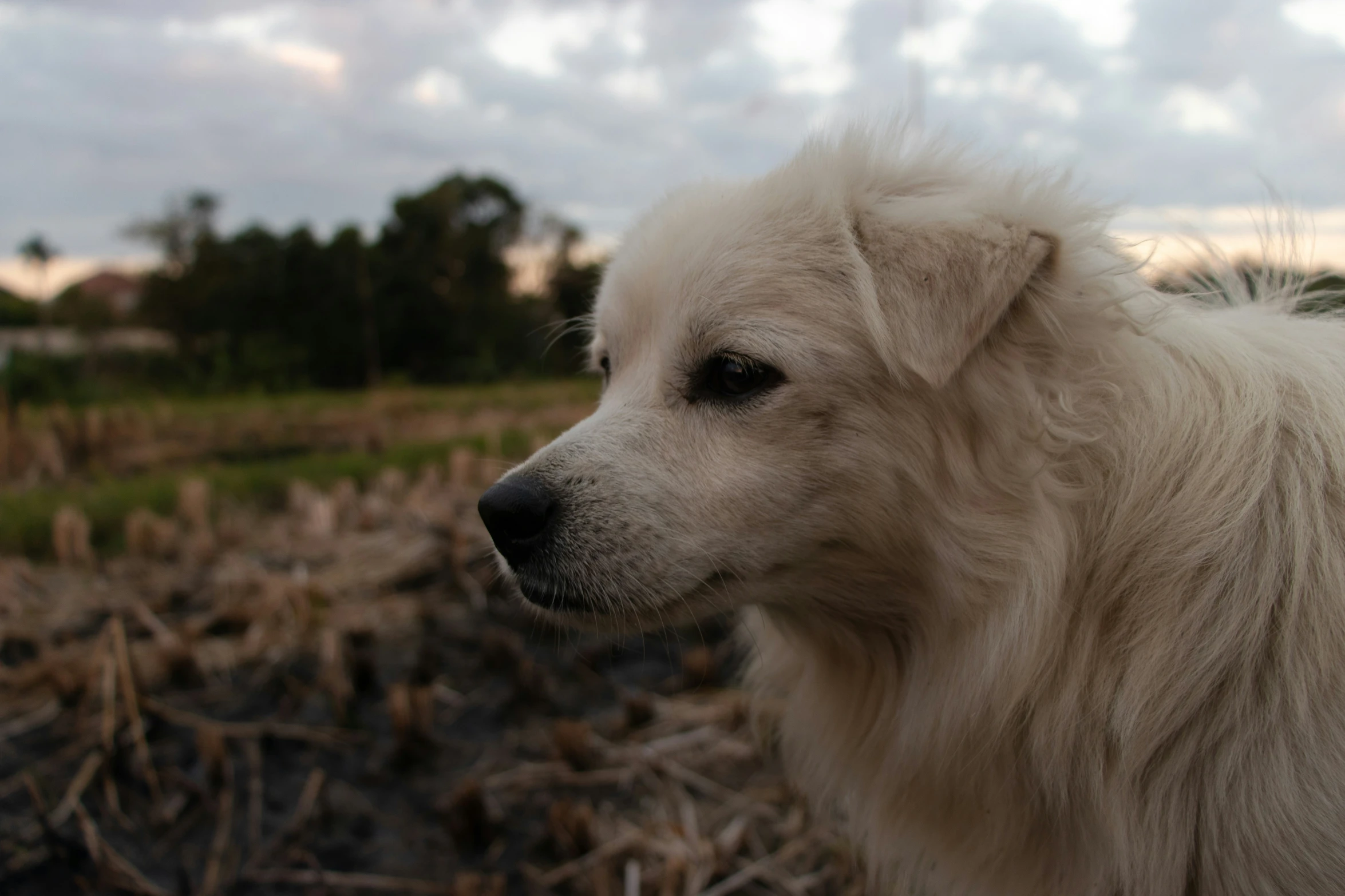 a long haired, white dog staring into the distance