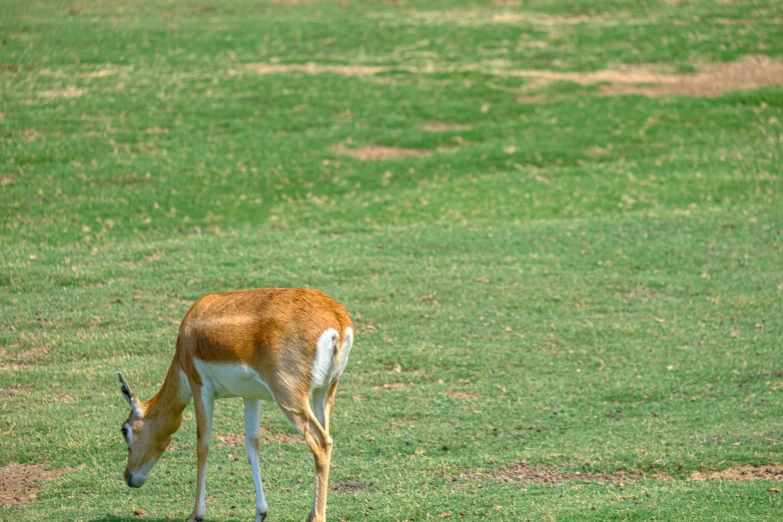 the small deer is eating grass in a field