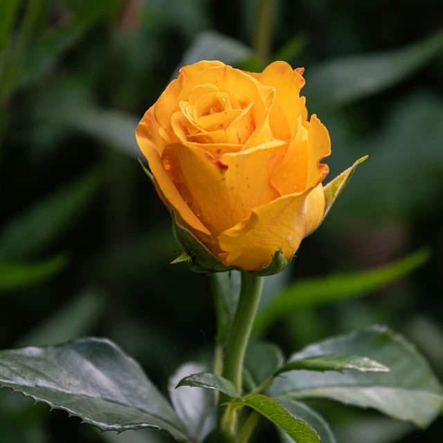 a single yellow rose blooming in a garden