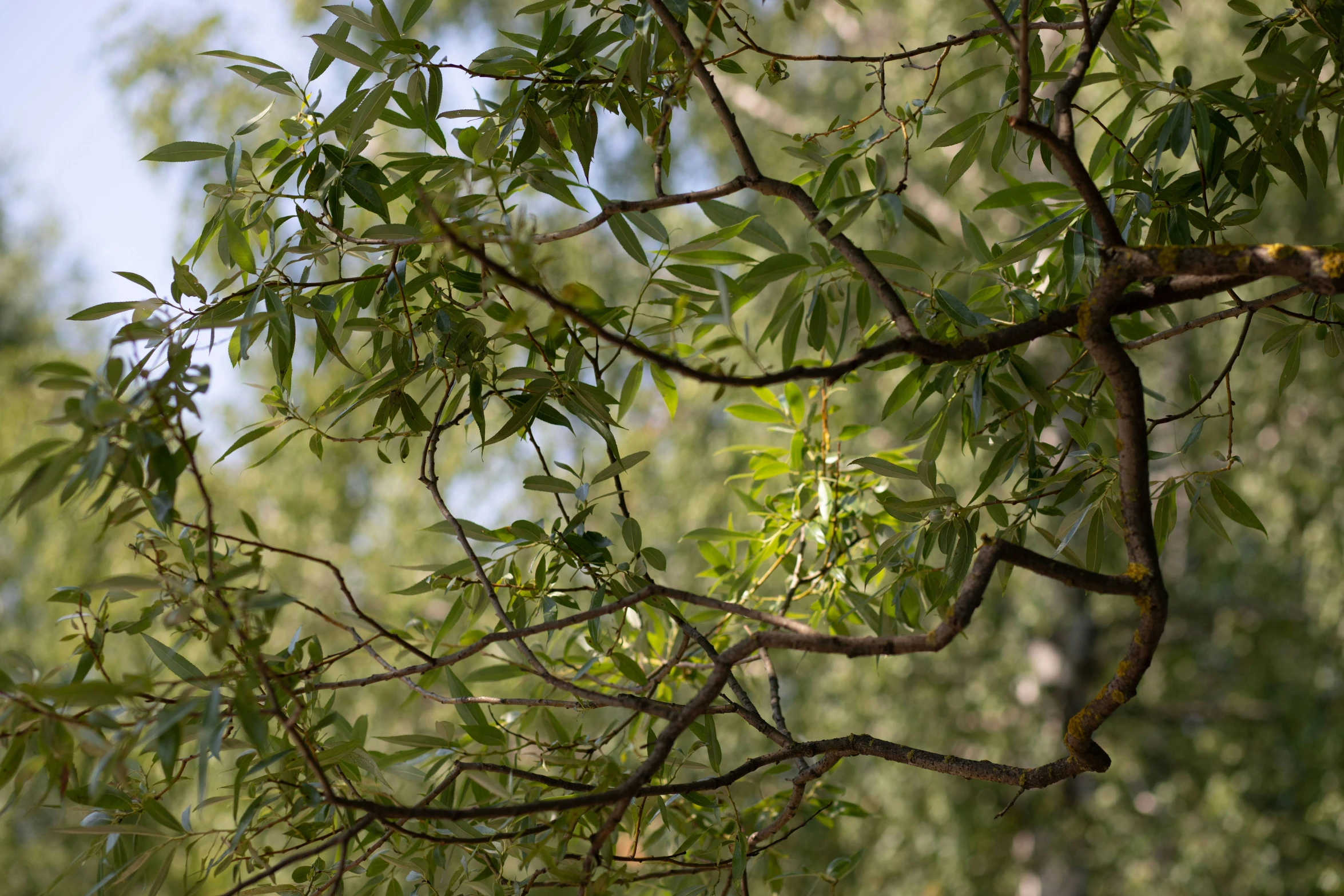 nches are shown growing in a clearing in the woods