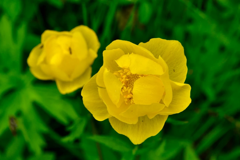 two yellow flowers with green leaves in the background