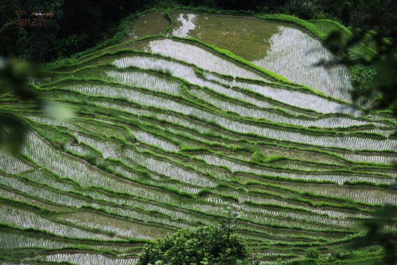 the field is filled with many trees in rows