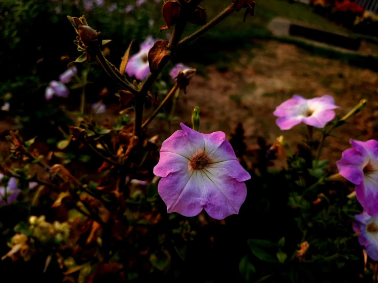 a group of pink flowers are growing in a garden