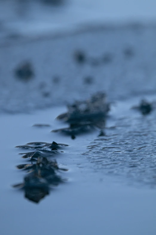 a close up of a bird standing on top of a wet surface