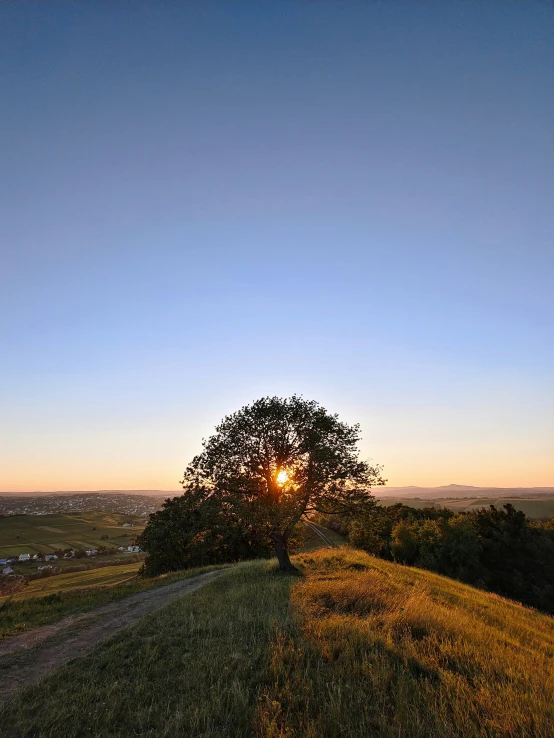 a tree is on top of a grassy hill