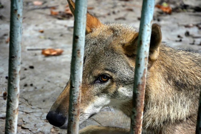 the head of a wolf in a caged area