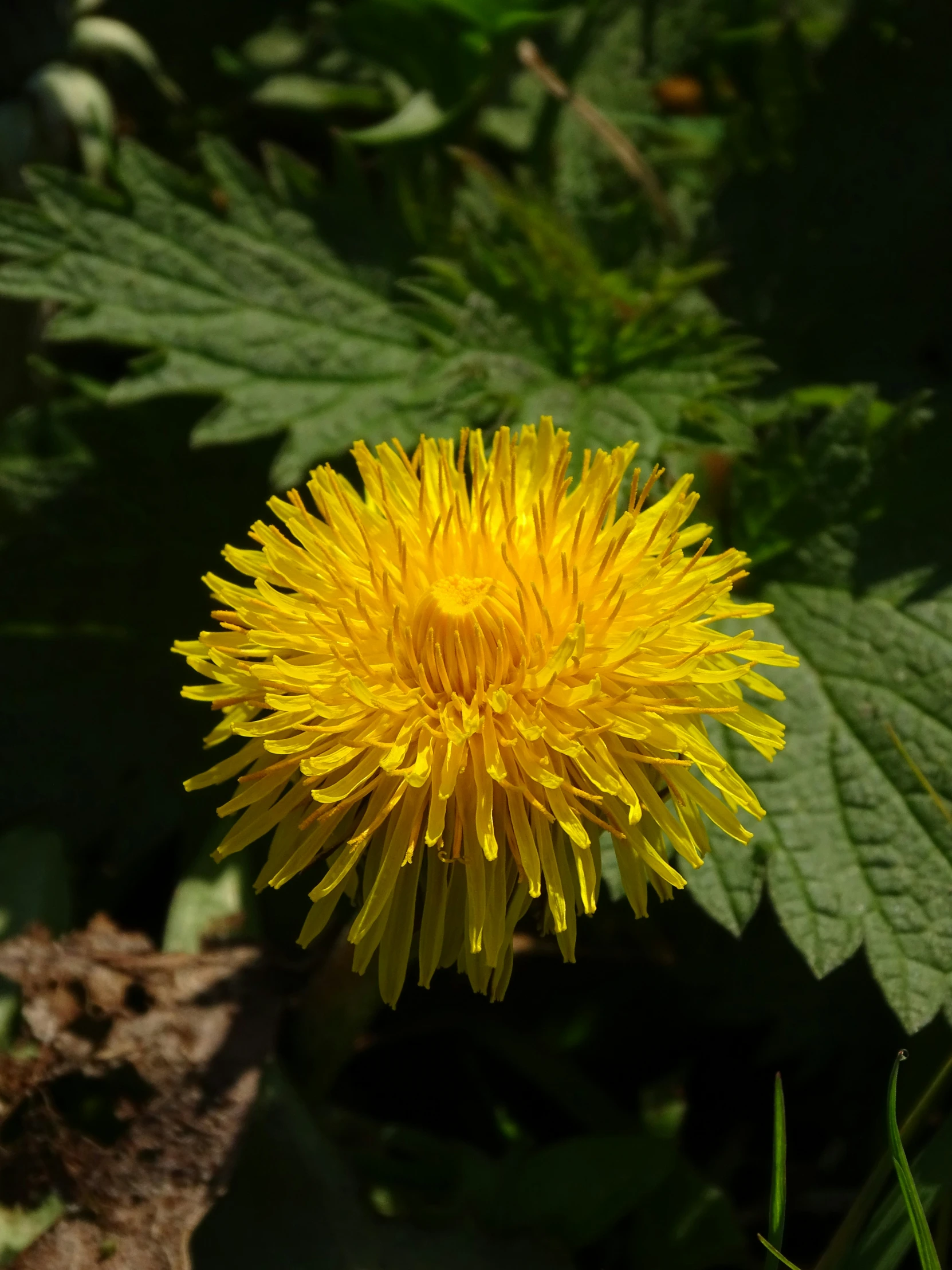 a yellow flower on a plant in the sun