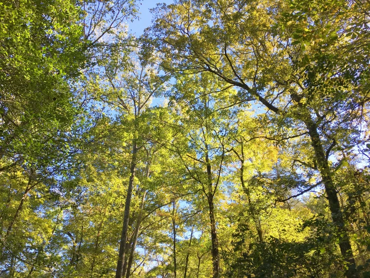 the view of the trees from the woods