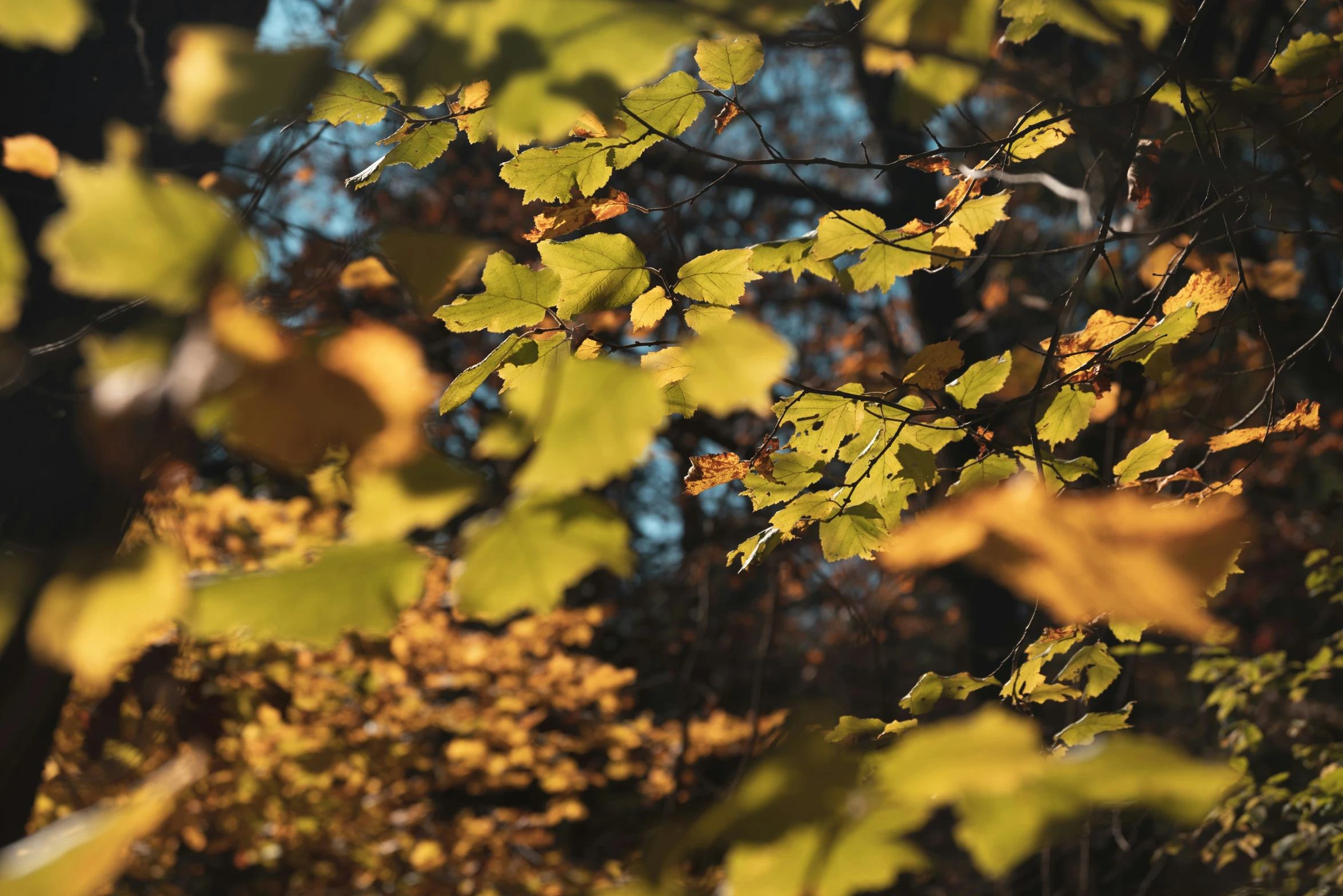 a green leafy tree with its leaves turned yellow