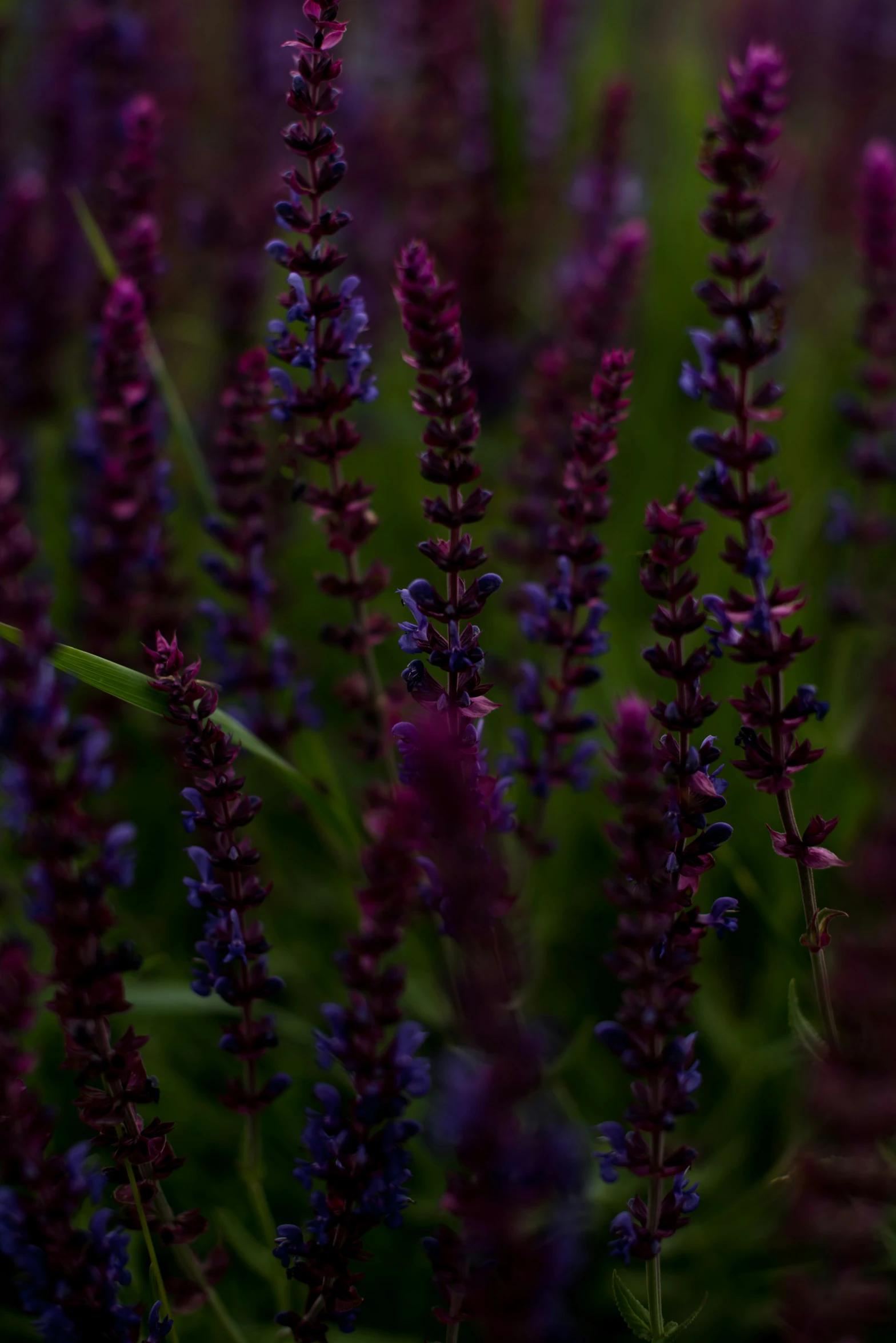 closeup of purple flowers growing near grass