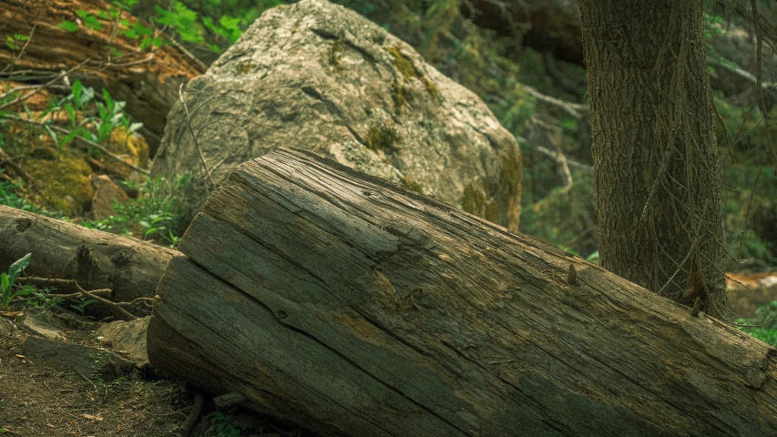 a close up view of the wood and mossy rocks