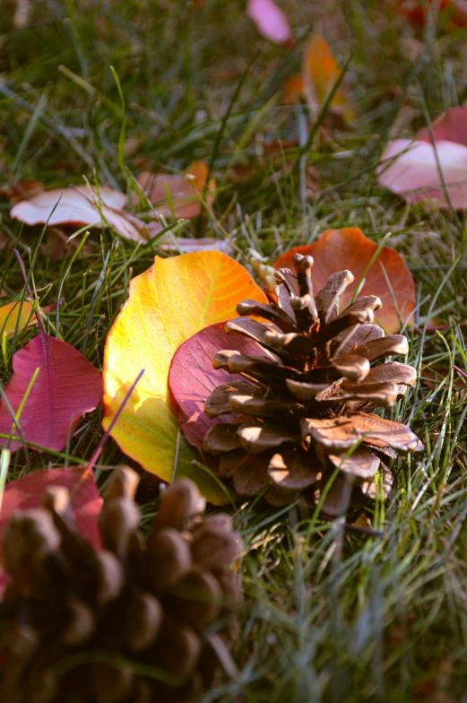 the grass is covered in autumn leaves and pine cones