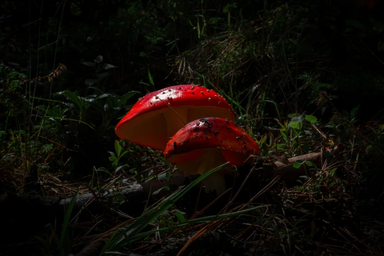 a couple of red mushrooms sitting on top of a lush green forest