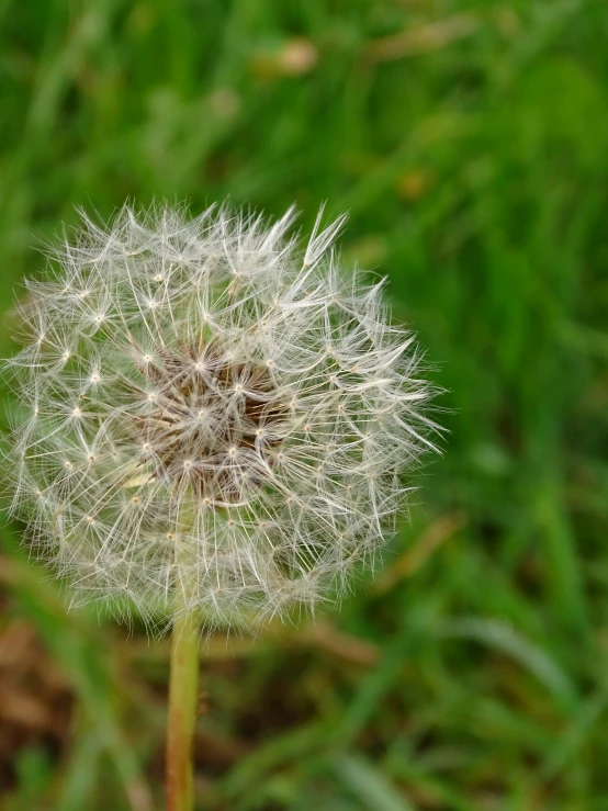 a dandelion head growing in the field