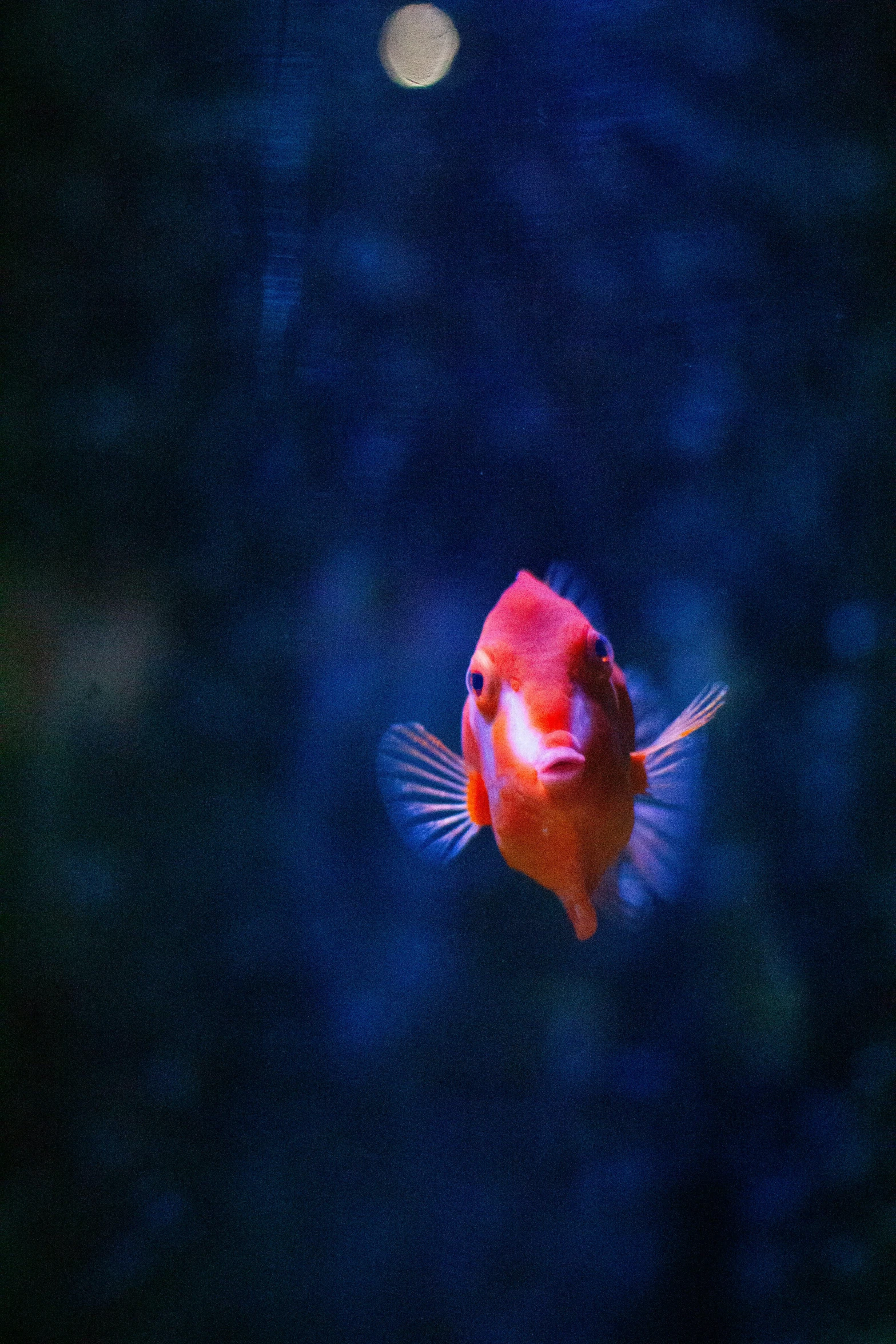 a red and white fish is swimming near a light bulb