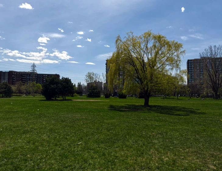 park with trees and buildings on the other side