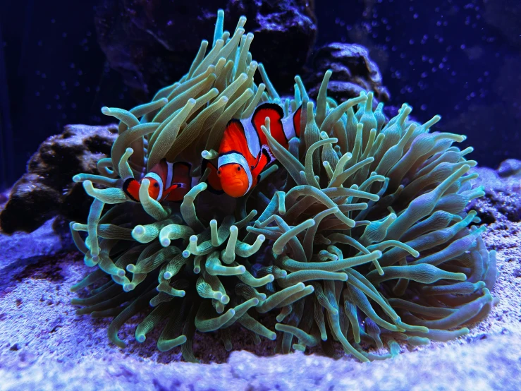 anemone and clownfish in their corals at the sea