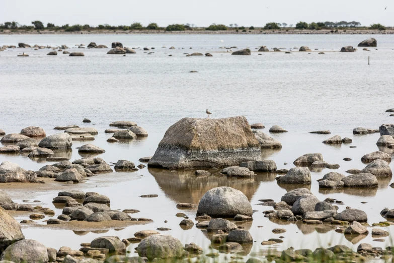 birds sitting on the large rocks in the water