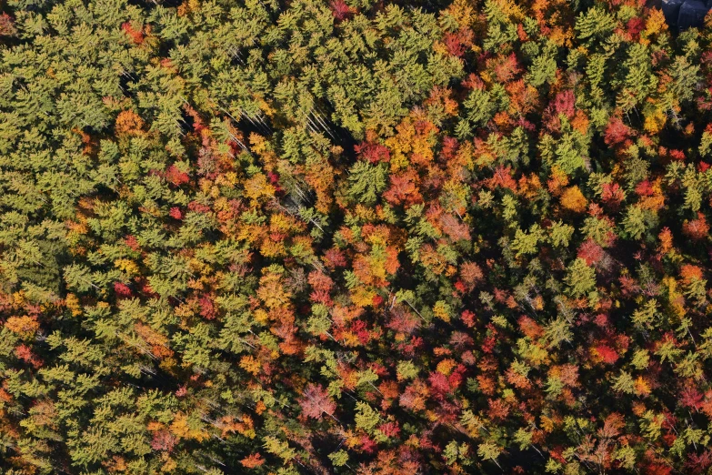 the top view of a forest with colorful foliage