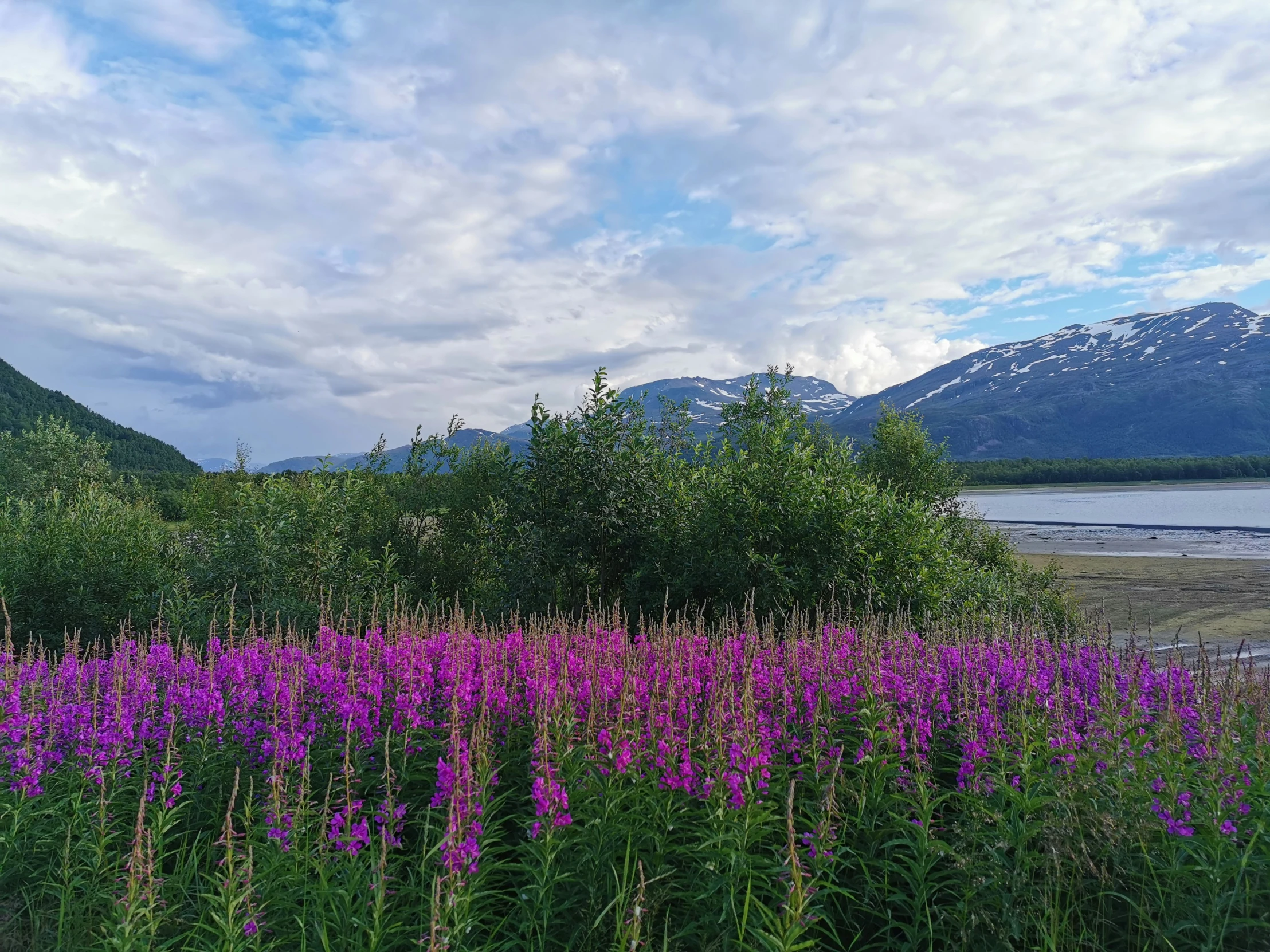 flowers grow around the edge of a stream