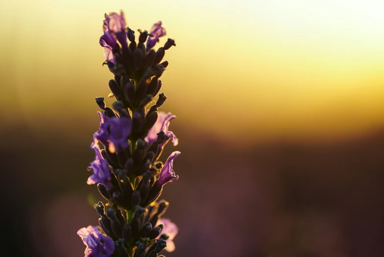 a purple flower with bright sunlight in the background