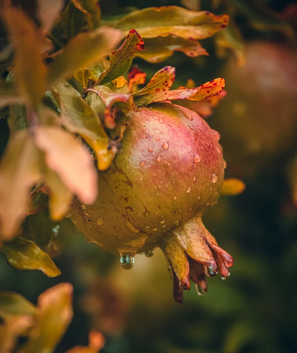 a green leafy tree with a big red pomegranate hanging off it