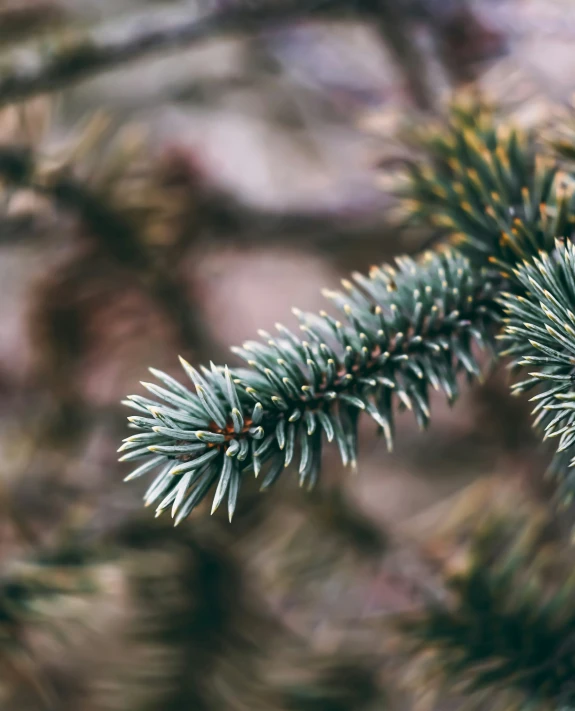 a closeup of the needles of evergreen trees