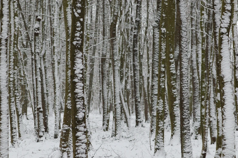 a forest with lots of tall trees covered in snow