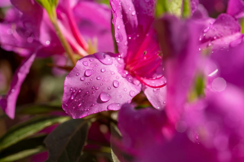 some purple flowers with water droplets on them