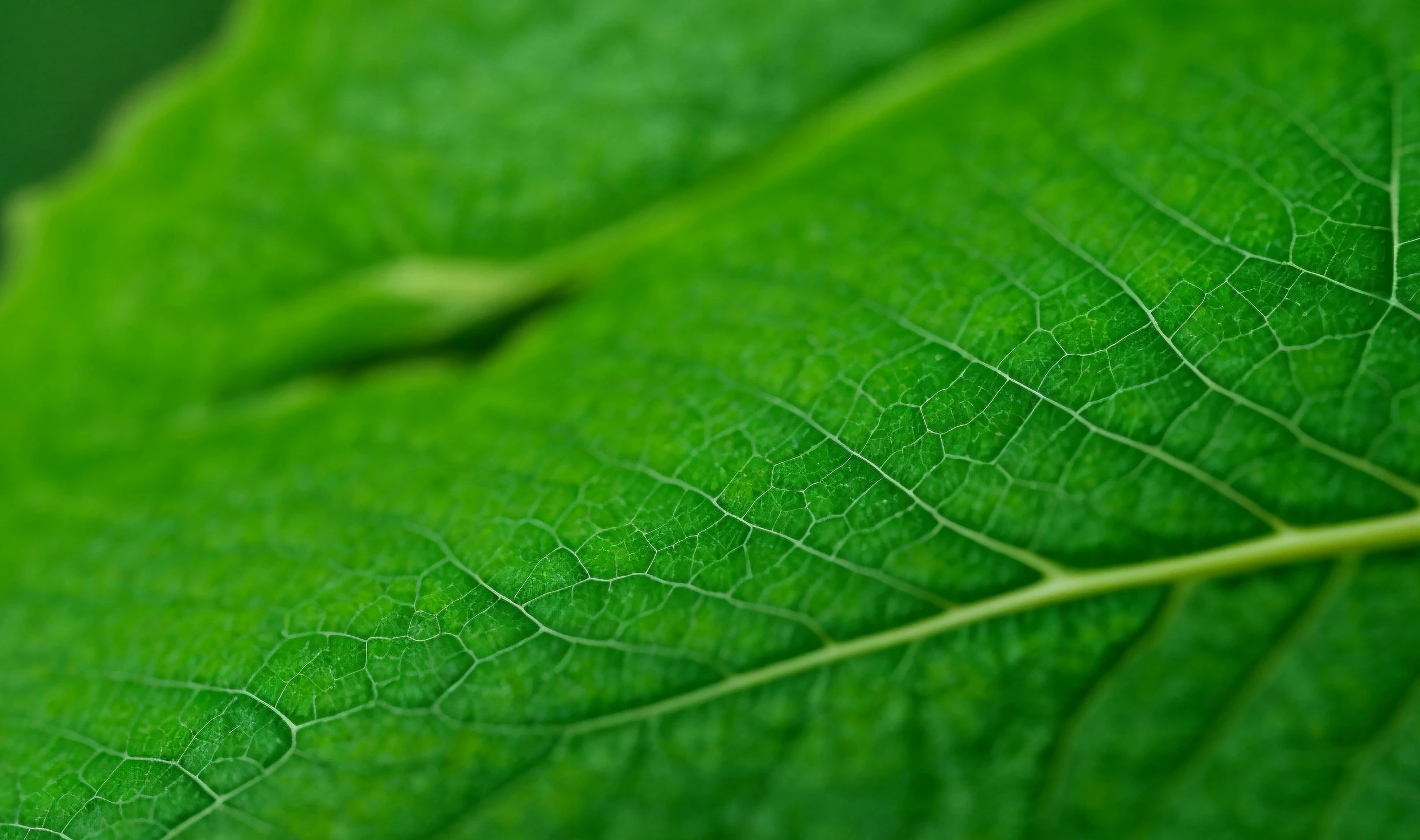 a large green leaf with no leaves