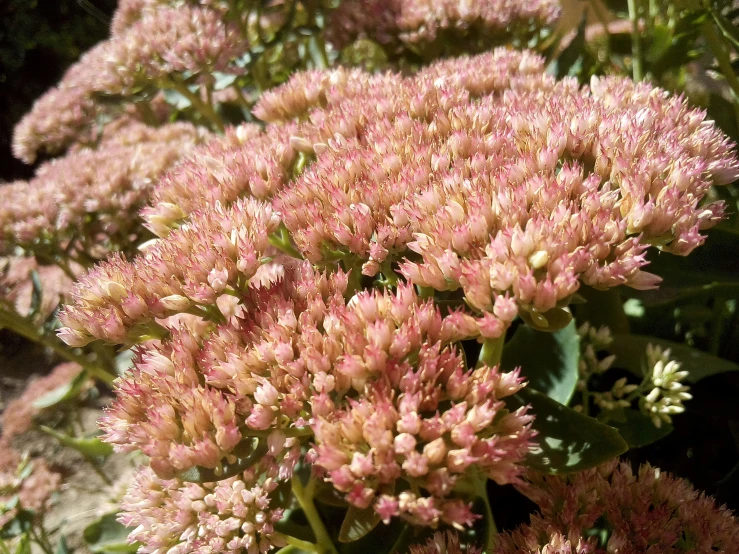 close up po of wildflowers in a garden