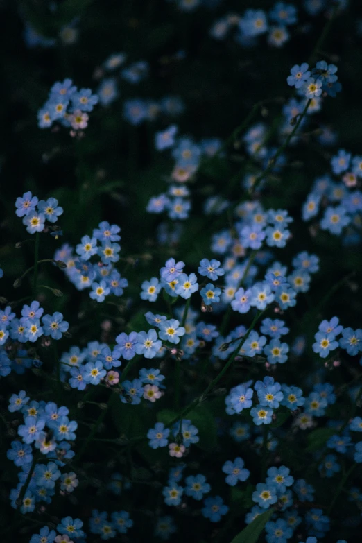 many blue flowers are arranged and blooming