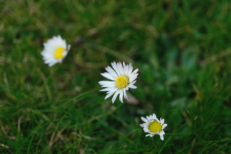 two white flowers on the ground of green grass