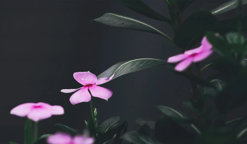 several small pink flowers on a stem