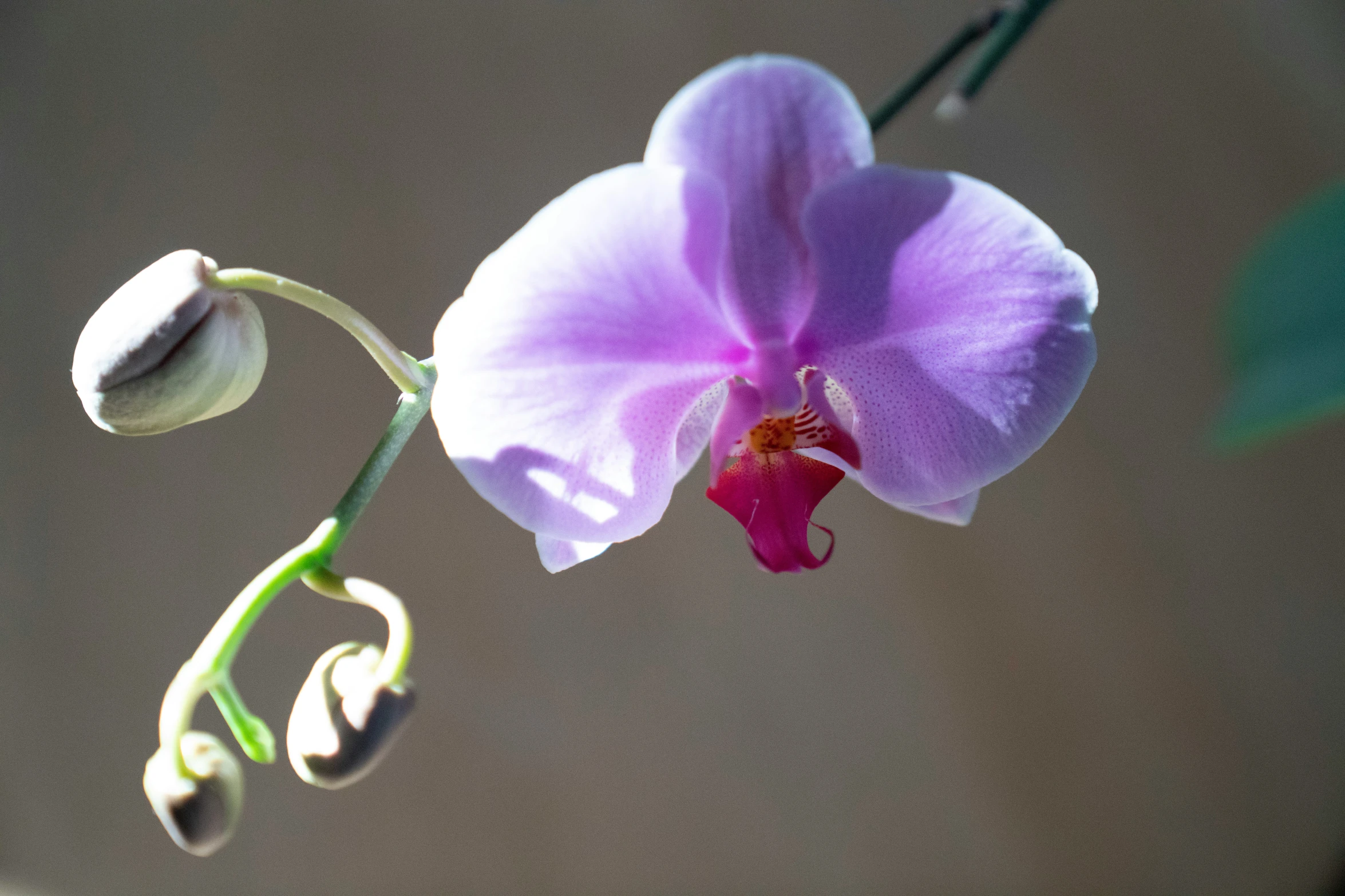 a large purple flower that is sitting on a nch